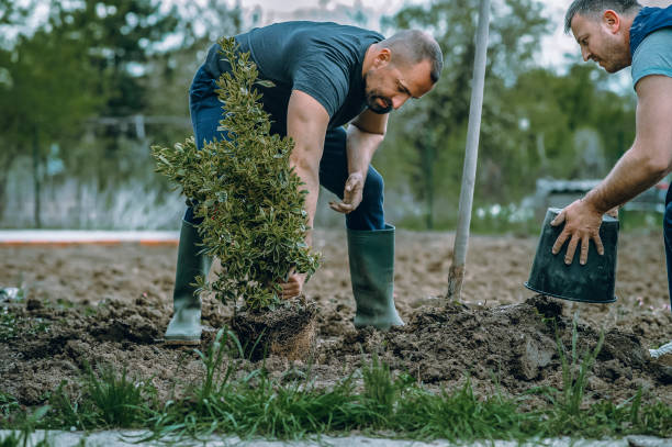 Tree Service Company in Tumwater, WA